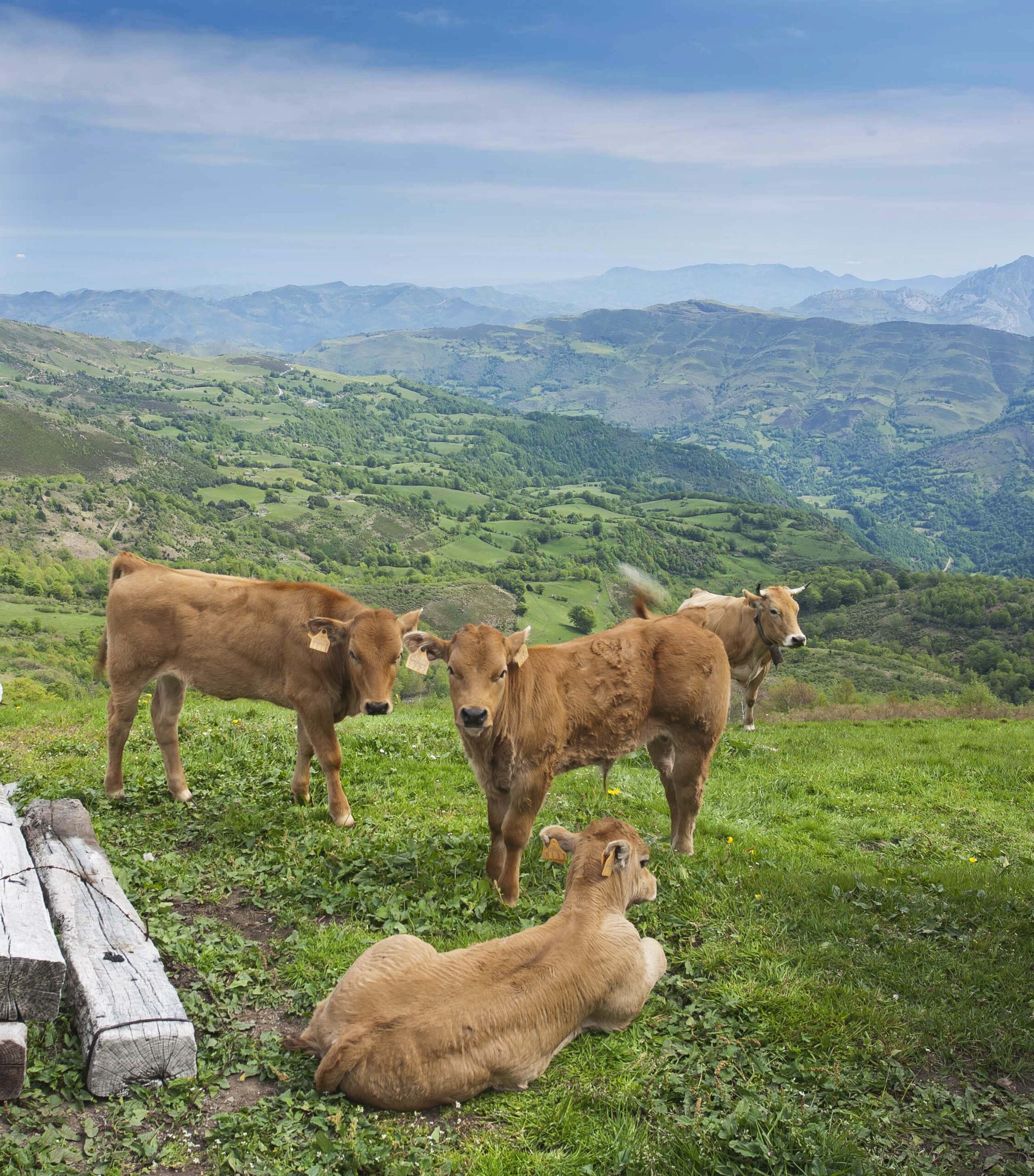 Vacas y terneros, de raza asturiana de los valles pastando en el Puerto del Rasón
