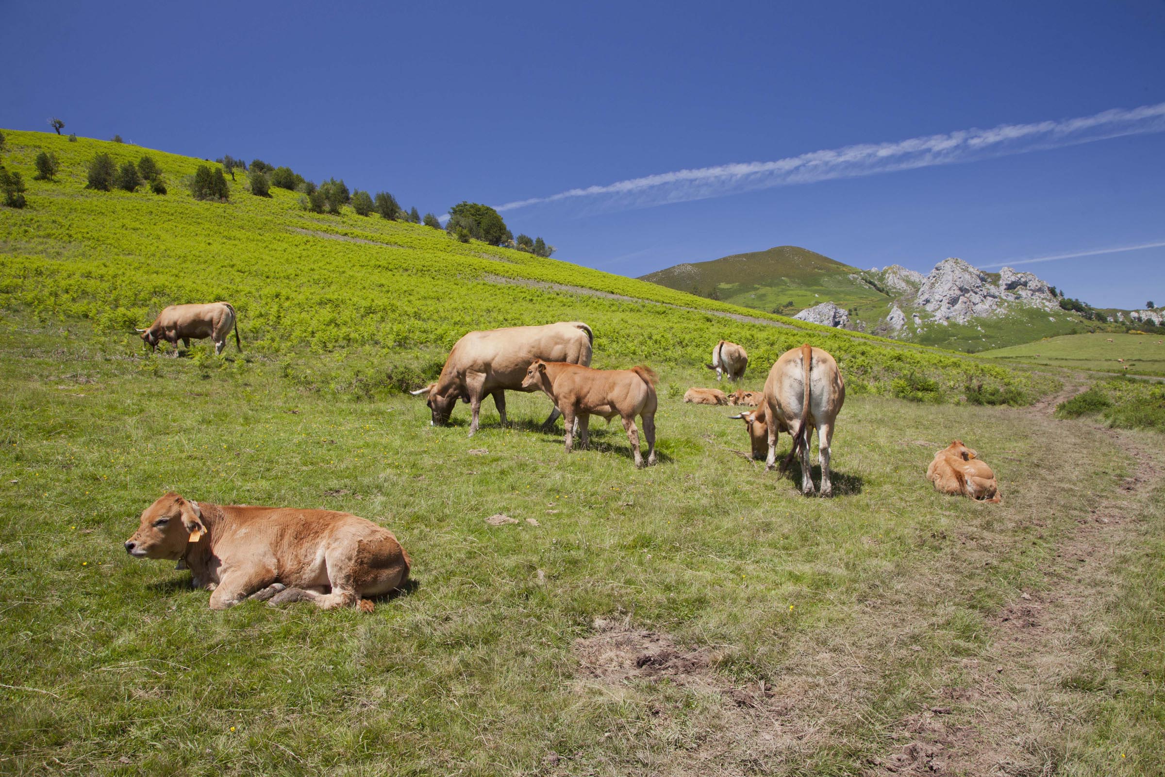 Vacas y terneras pastando en la montaña asturiana